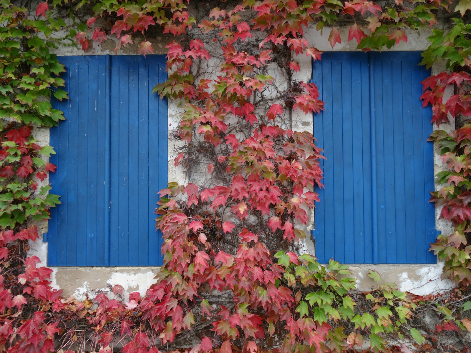 a window with blue shutters covered in green and red leaves